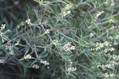 Croton bonplandianus